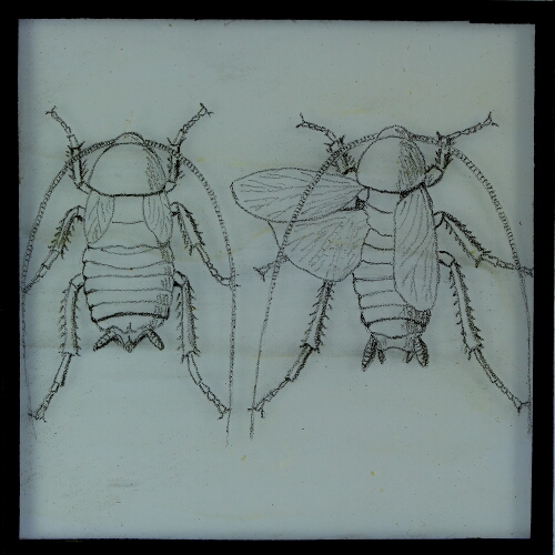 Drawing of two unidentified beetles