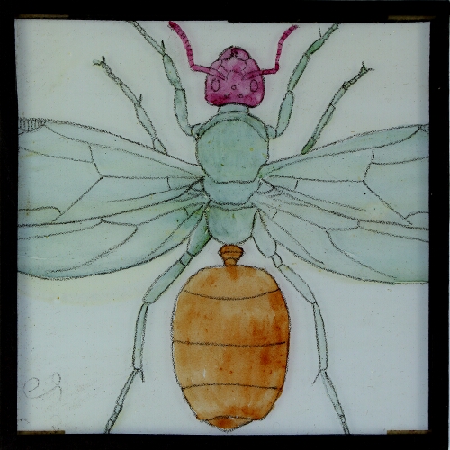 Drawing of unidentified insect
