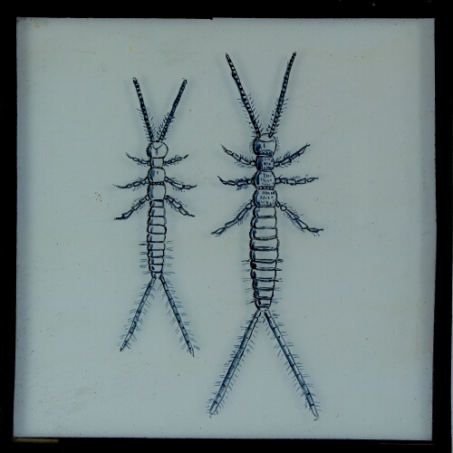 Drawing of two unidentified insects