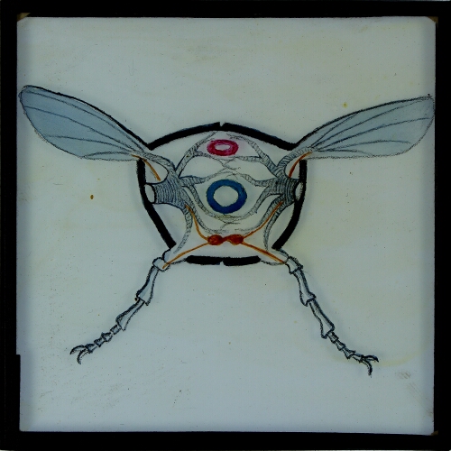 Drawing of cross-section of unidentified insect