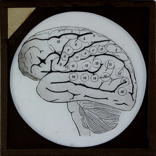 Cross-section diagram of brain