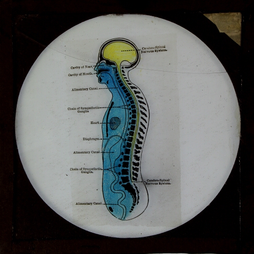 Cross-section of body showing nervous system