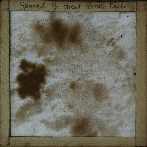 Spores of Great Horse-Tail