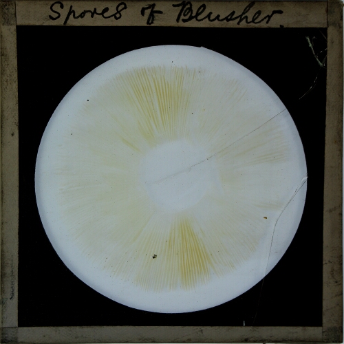 Spores of Blusher