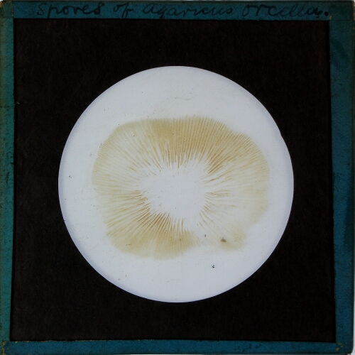 Spores of Agaricus orcella