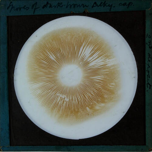 Spores of dark-brown Silky-cap. Second deposit