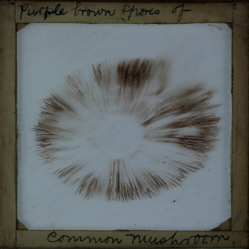 Purple brown spores of Common Mushroom