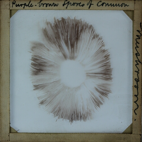 Purple-brown Spores of Common Mushroom