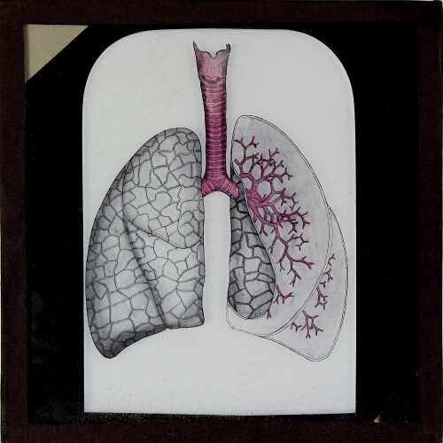 Diagram of human lungs
