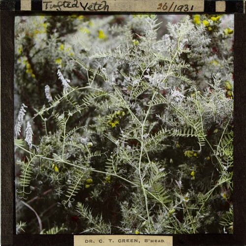 Vicia cracca -- Tufted Vetch