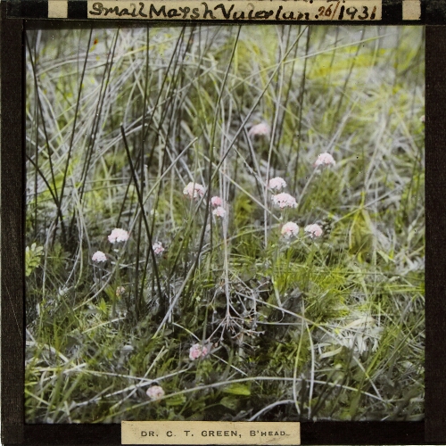 Valeriana dioica -- Small Marsh Valerian