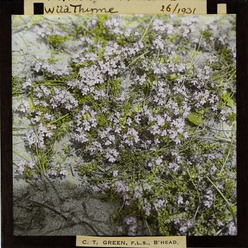 Thymus serpyllum -- Wild Thyme