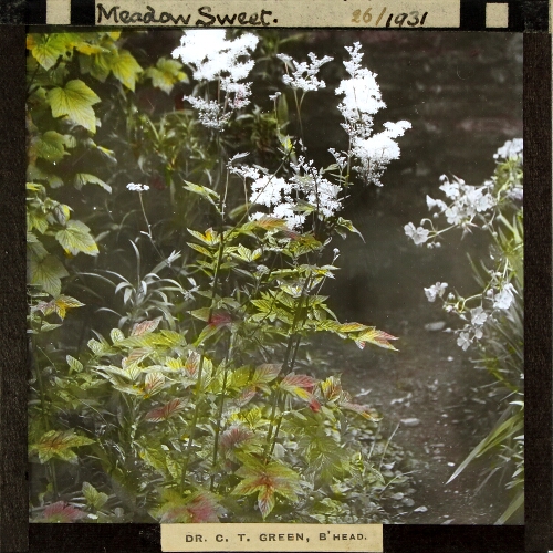 Spiraea ulmaria -- Meadow Sweet