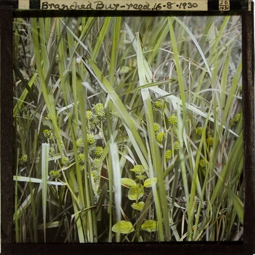 Sparganium ramosum -- Branched Bur-reed