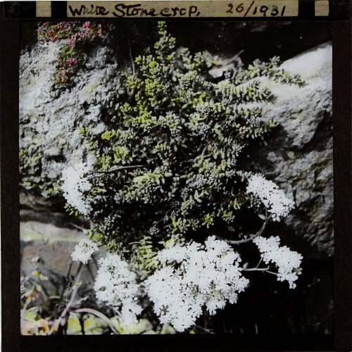 Sedum album -- White Stonecrop