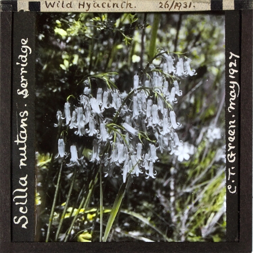 Scilla nutans -- Wild Hyacinth