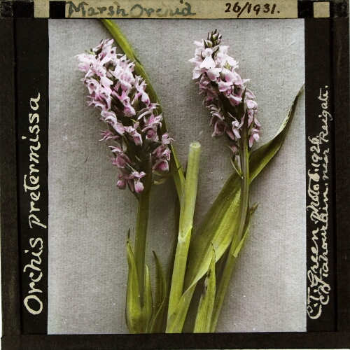 Orchis pretermissa -- Marsh Orchid