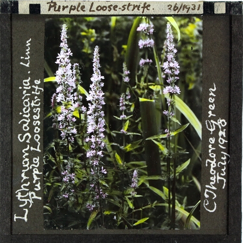 Lythrum salicaria -- Purple Loose-strife