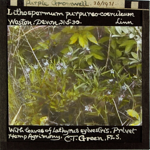 Lithospermum purpureo-coeruleum -- Purple Gromwell