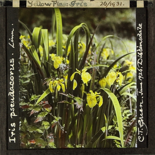Iris pseudacorus -- Yellow Flag Iris