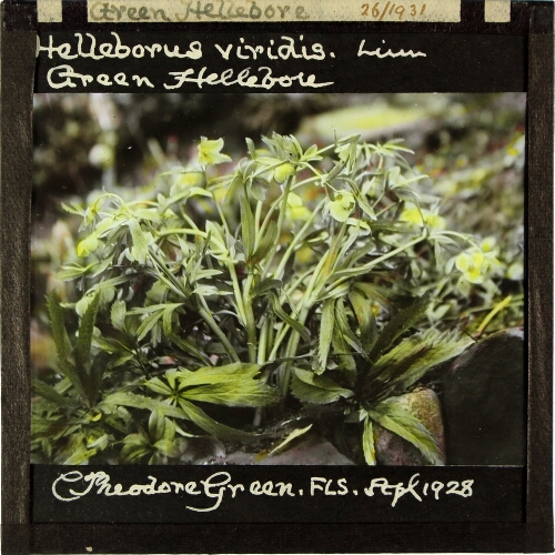 Helleborus viridis -- Green Hellebore