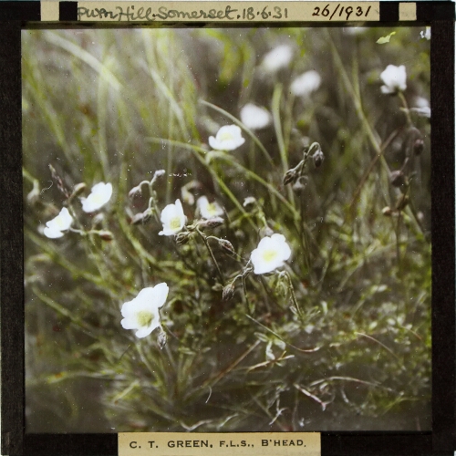 Helianthemum polifolium