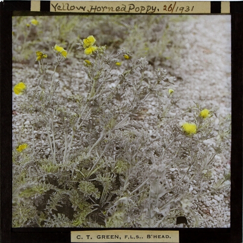 Glaucium flavum -- Yellow Horned Poppy