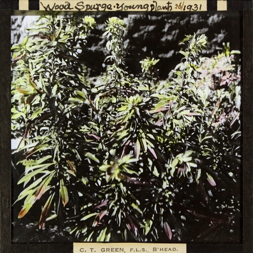Euphorbia amygdaloides -- Wood Spurge