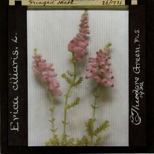 Erica ciliaris -- Fringed Heath
