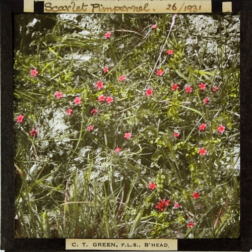 Anagallis arvensis -- Scarlet Pimpernel