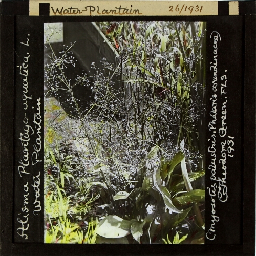 Alisma plantago-aquatica -- Water plantain