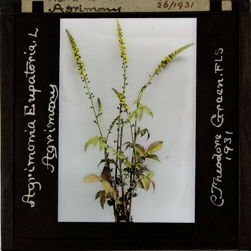 Agrimonia eupatoria -- Agrimony