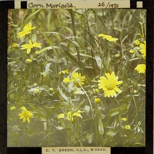 Chrysanthemum segetum -- Corn Marigold