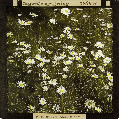 Chrysanthemum leucanthemum -- Dog- or Ox-eye Daisy