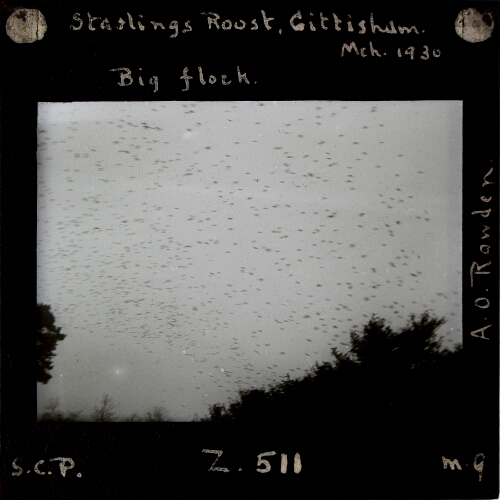 Starlings Roost, Gittisham -- Big flock