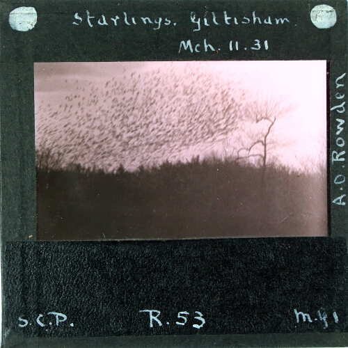 Starlings, Gittisham