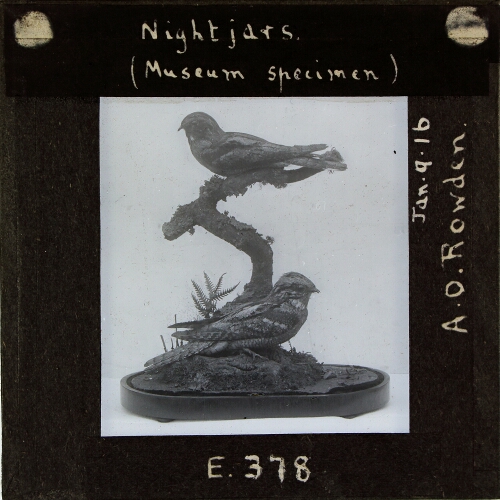 Nightjars (Museum specimen)