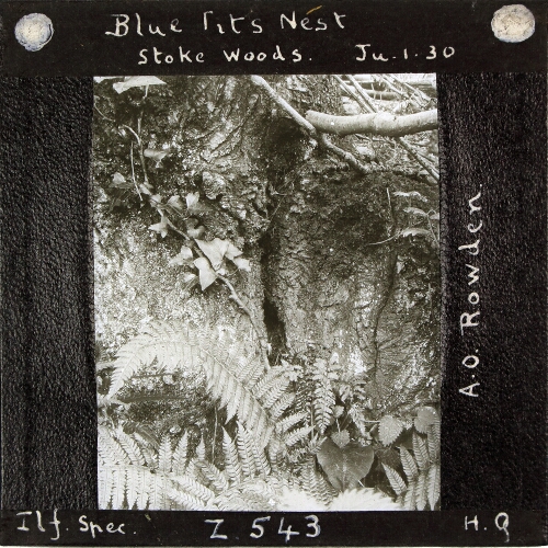Blue Tit's Nest, Stoke Woods