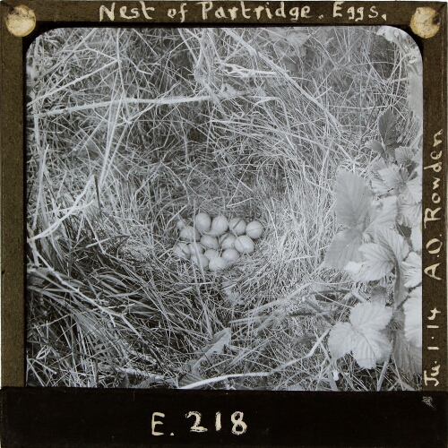 Nest of Partridge, Eggs