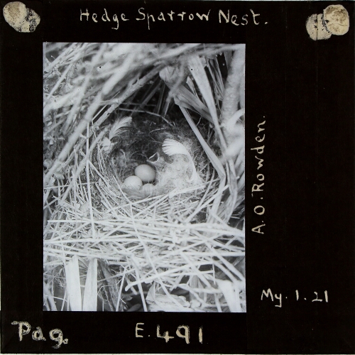 Hedge Sparrow Nest