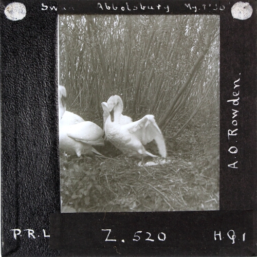 Swan, Abbotsbury