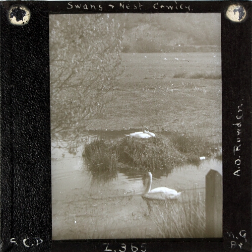 Swan's Nest, Cowley