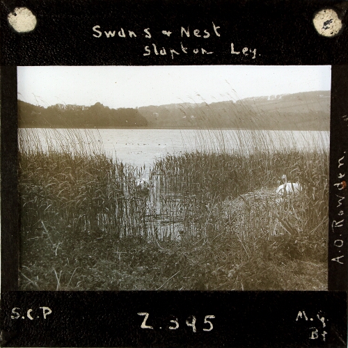 Swan's Nest, Slapton Ley