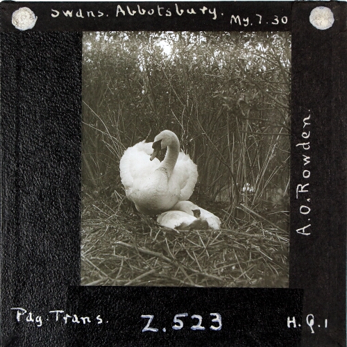 Swans, Abbotsbury