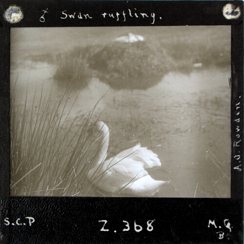 Male Swan ruffling