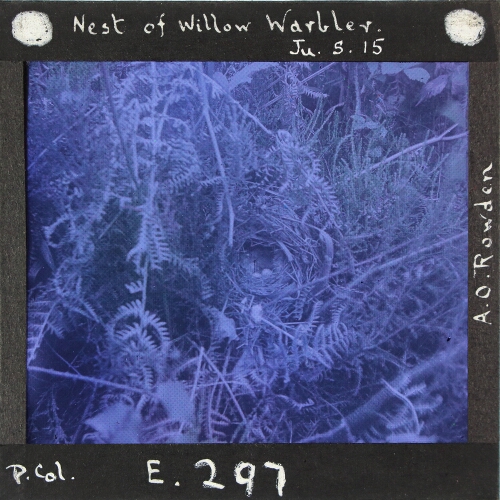 Nest of Willow Warbler