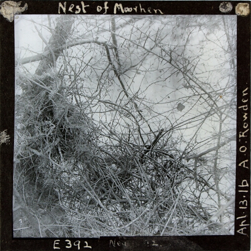 Nest of Moorhen