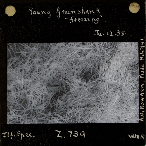Young Greenshank 'freezing'