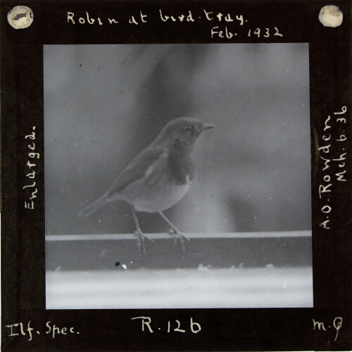 Robin at bird tray