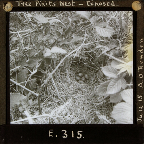 Tree Pipit's Nest -- Exposed